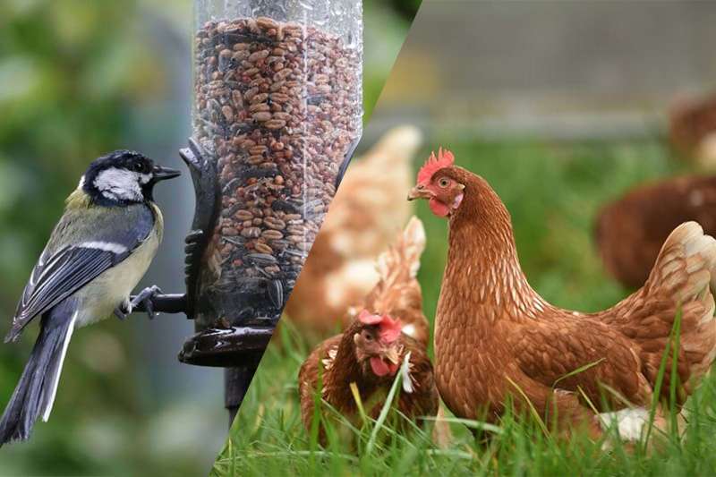 Graines et alimentation pour oiseaux